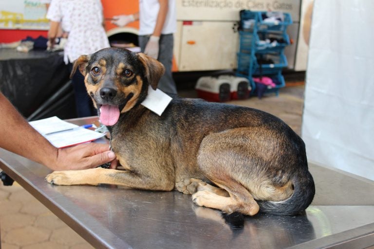 Projeto aprovado propõe controle populacional de cães e gatos em Itabira