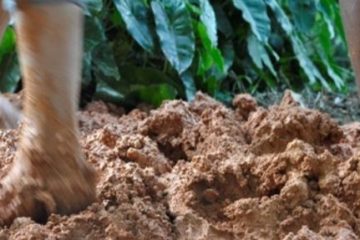 Trilha dos Sentidos é atração no Parque Estadual Mata do Limoeiro