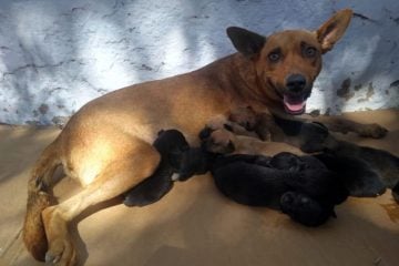 Após castração, mais de 40 cães voltarão às ruas de Itabira se não acharem um lar – Veja fotos