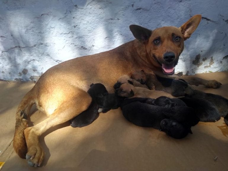 Após castração, mais de 40 cães voltarão às ruas de Itabira se não acharem um lar – Veja fotos