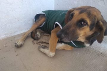 Em um ano 1.250 cães e gatos serão castrados em Itabira através de programa da prefeitura