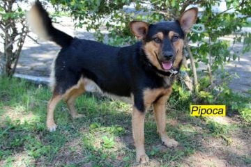 Cães abandonados precisam de lar para serem amparados em Itabira