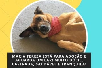Cãopanhia do Bem realiza feira de adoção de animais neste domingo em Monlevade