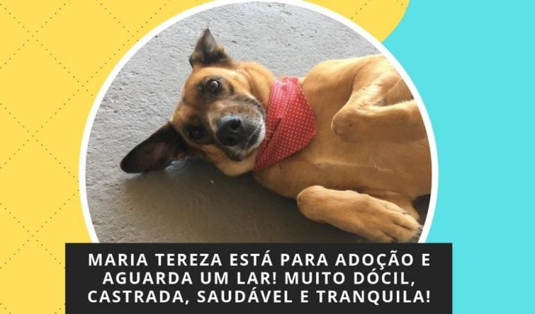 Cãopanhia do Bem realiza feira de adoção de animais neste domingo em Monlevade