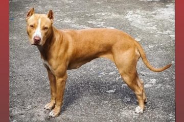Cadela é furtada de casa no bairro Água Fresca em Itabira