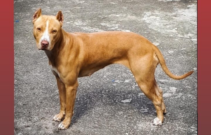 Cadela é furtada de casa no bairro Água Fresca em Itabira