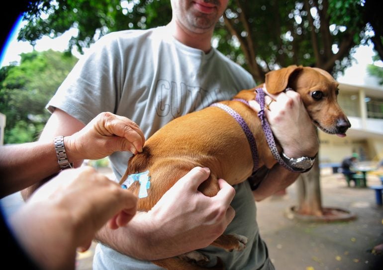 Campanha de vacinação contra a raiva animal ocorre dias 24 e 31 de agosto em Monlevade