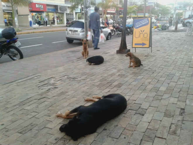 Itabira terá mês de combate ao abandono de animais