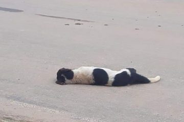 Moradora denuncia morte de animais em distrito de São Domingos do Prata