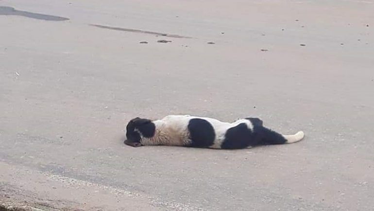 Moradora denuncia morte de animais em distrito de São Domingos do Prata