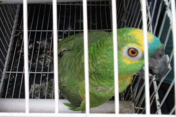 Polícia Federal faz operação contra tráfico de animais silvestres