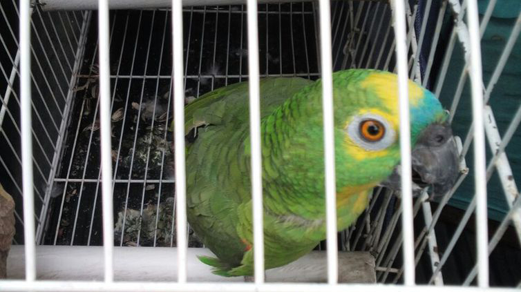 Polícia Federal faz operação contra tráfico de animais silvestres
