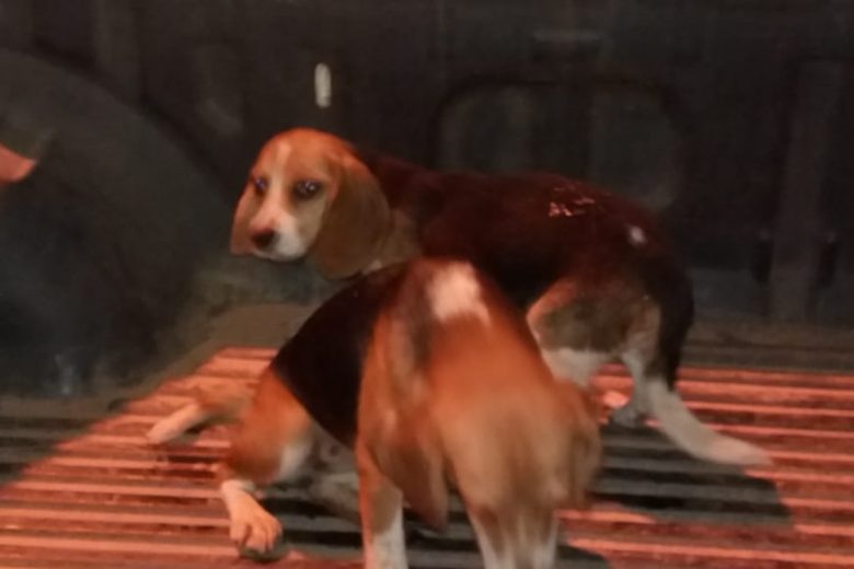 Dois filhotes de Beagle furtados são recuperados pela PM em Ferros Dois filhotes de Beagle furtados são recuperados pela PM em Ferros
