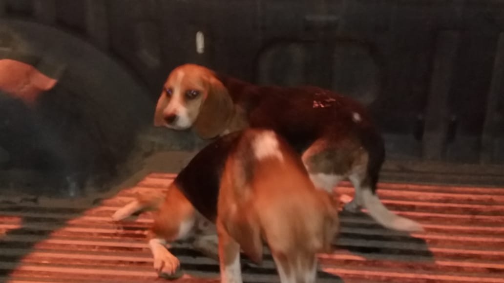 Dois filhotes de Beagle furtados são recuperados pela PM em Ferros