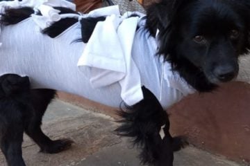 Itabira abre cadastro para castrar cães e gatos no final desta semana