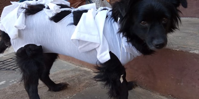 Itabira abre cadastro para castrar cães e gatos no final desta semana