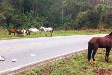 Santa Bárbara vai apreender animais soltos na pista e multar proprietários