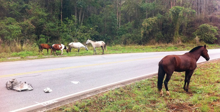 Santa Bárbara vai apreender animais soltos na pista e multar proprietários