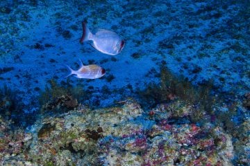 Um milhão de espécies estão ameaçadas de extinção, mostra ONU
