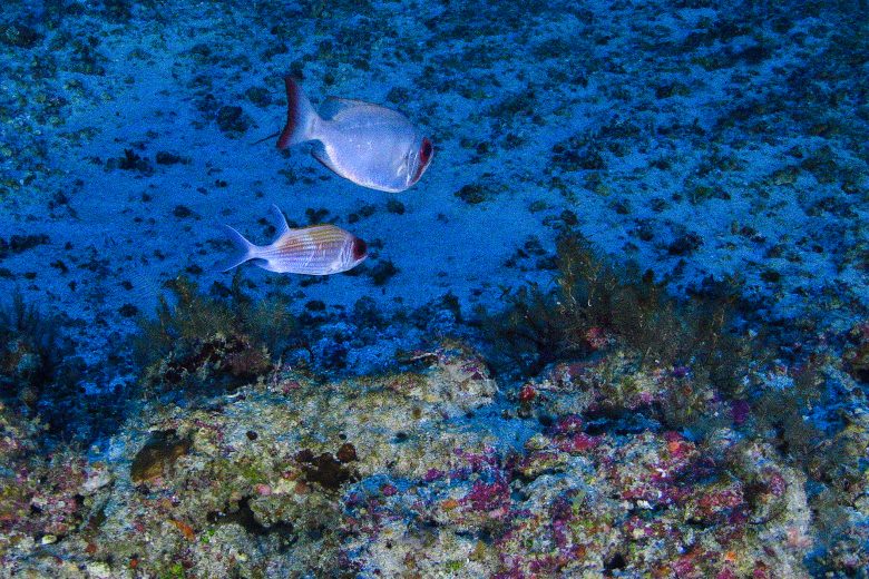 Um milhão de espécies estão ameaçadas de extinção, mostra ONU