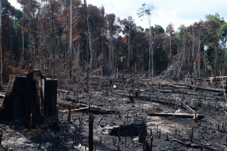 Desmatamento é principal preocupação ambiental do brasileiro, revela pesquisa
