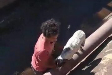 Cachorro é resgatado no canal do bairro Praia, em Itabira. VEJA VÍDEO!