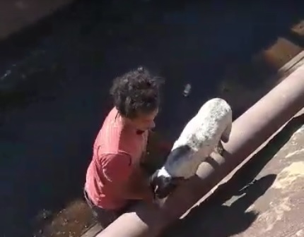 Cachorro é resgatado no canal do bairro Praia, em Itabira. VEJA VÍDEO!