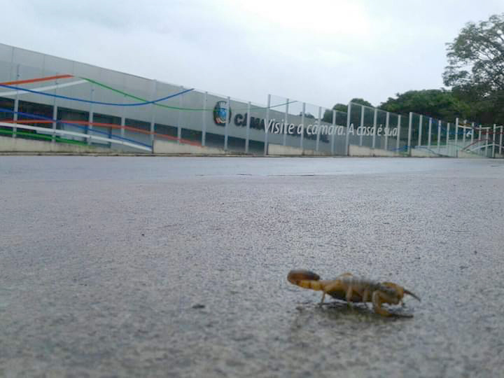 Conceição do Mato Dentro registra 28 acidentes com escorpião este ano