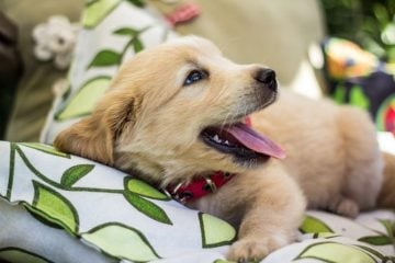 STJ decide que condomínio não pode proibir animais domésticos