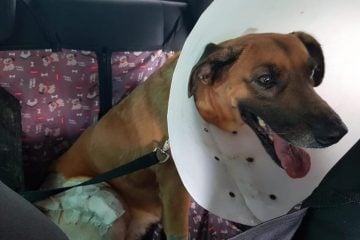 Cadela atropelada em João Monlevade é operada e pode voltar a andar