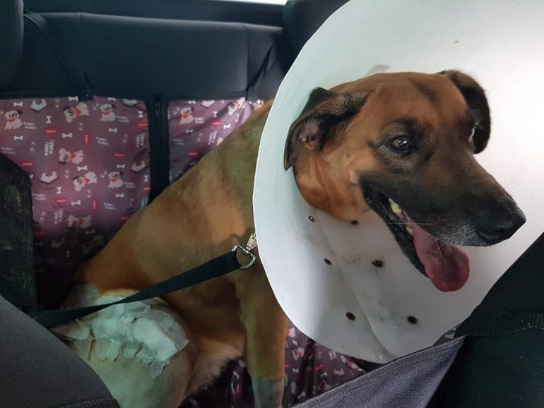 Cadela atropelada em João Monlevade é operada e pode voltar a andar