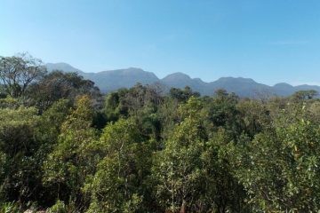 Minas Gerais tem redução de 25% no desmatamento da Mata Atlântica