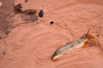 Cartografia é saída para indenizar pesca informal no Rio Doce