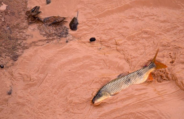 Cartografia é saída para indenizar pesca informal no Rio Doce