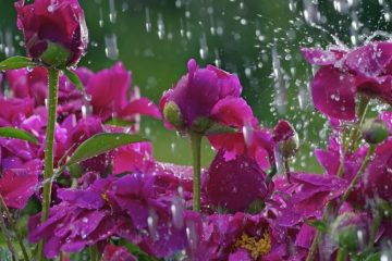 Mais chuvas de primavera para esta quarta-feira; confira a previsão do tempo