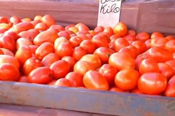 Com preços ainda altos em abril, tomate pode ficar mais barato em maio