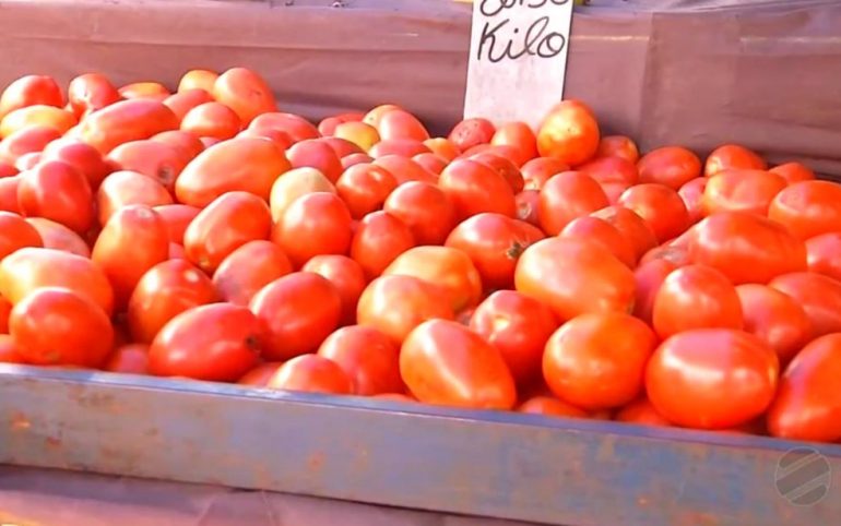 Com preços ainda altos em abril, tomate pode ficar mais barato em maio