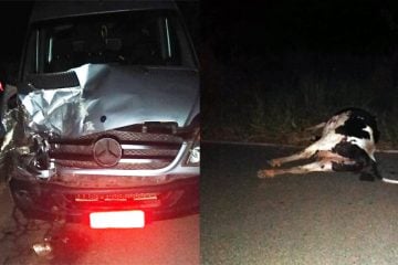 Mais uma vaca na pista causa acidente em Itabira no intervalo de 4 dias