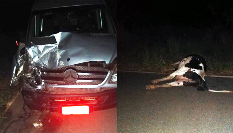 Mais uma vaca na pista causa acidente em Itabira no intervalo de 4 dias
