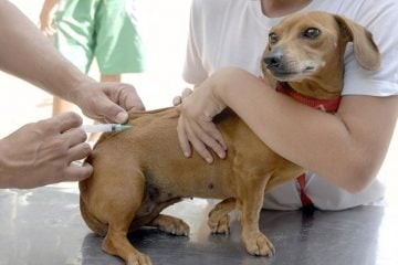 Itabira realiza repescagem da vacinação antirrábica neste sábado; confira os locais