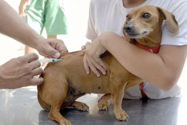 Itabira realiza repescagem da vacinação antirrábica neste sábado; confira os locais