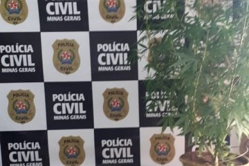Pé de maconha com mais de um metro é apreendido e três pessoas são presas em Itabira