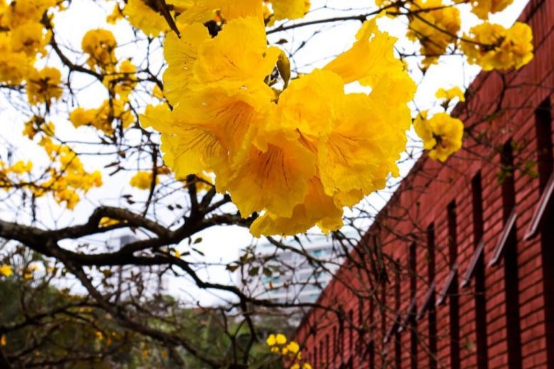 Hashtag #meuipedefato brinda a chegada da Primavera – Veja galeria atualizada