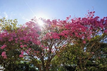Internautas brindam a Primavera com #meuipedefato