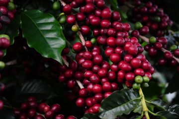 Inscrições para o Concurso de Qualidade dos Cafés de MG termina nesta segunda