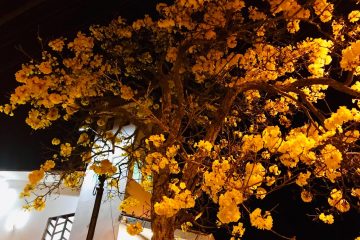 Hashtag #meuipedefato brinda a chegada da Primavera – Veja galeria atualizada