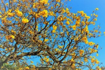 Hashtag #meuipedefato brinda a chegada da Primavera – Veja galeria atualizada