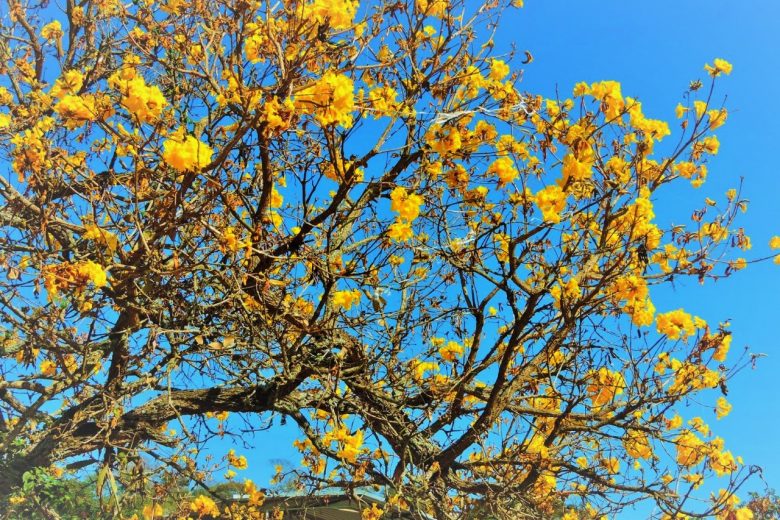 Hashtag #meuipedefato brinda a chegada da Primavera – Veja galeria atualizada
