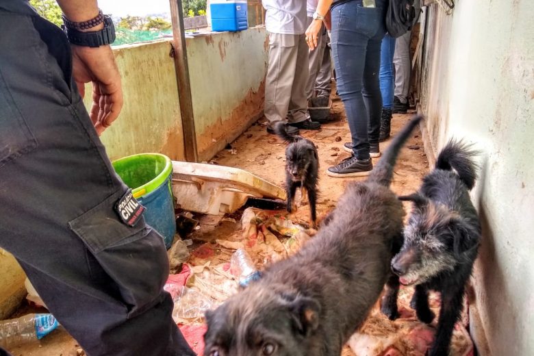 Polícia Civil encontra cães em estado deplorável na capital