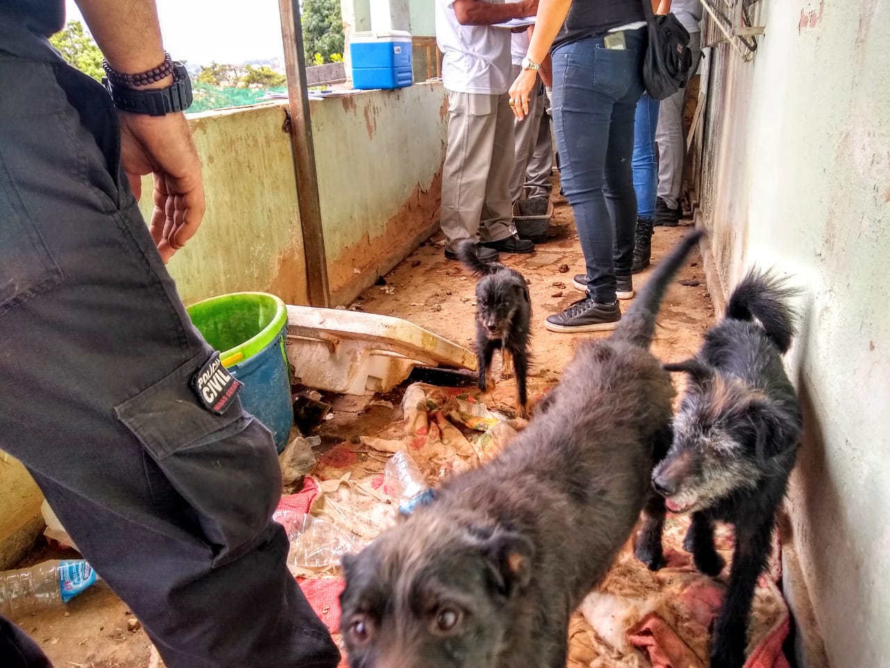 Polícia Civil encontra cães em estado deplorável na capital